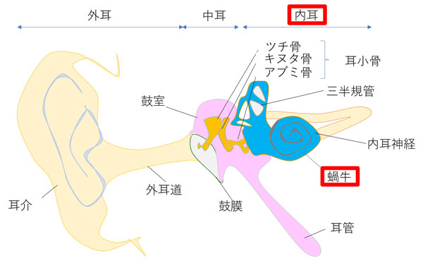 内耳